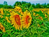 3-Sunflowers 2