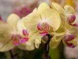 orchid expo_003