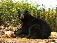 bear1