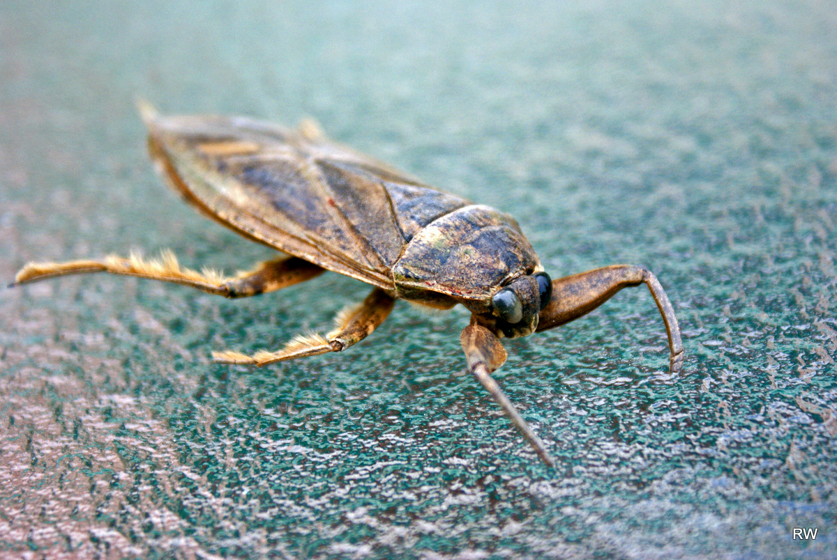 Giant water bug