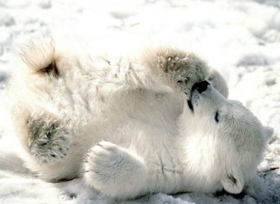 polar-bears