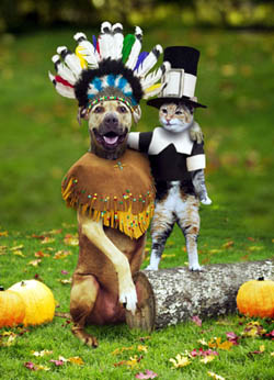 thanksgiving-dog-cat