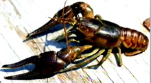 mb-crayfish.jpg