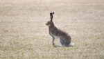 Jackrabbit