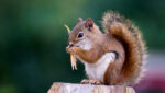 Mushroom&Squirrel